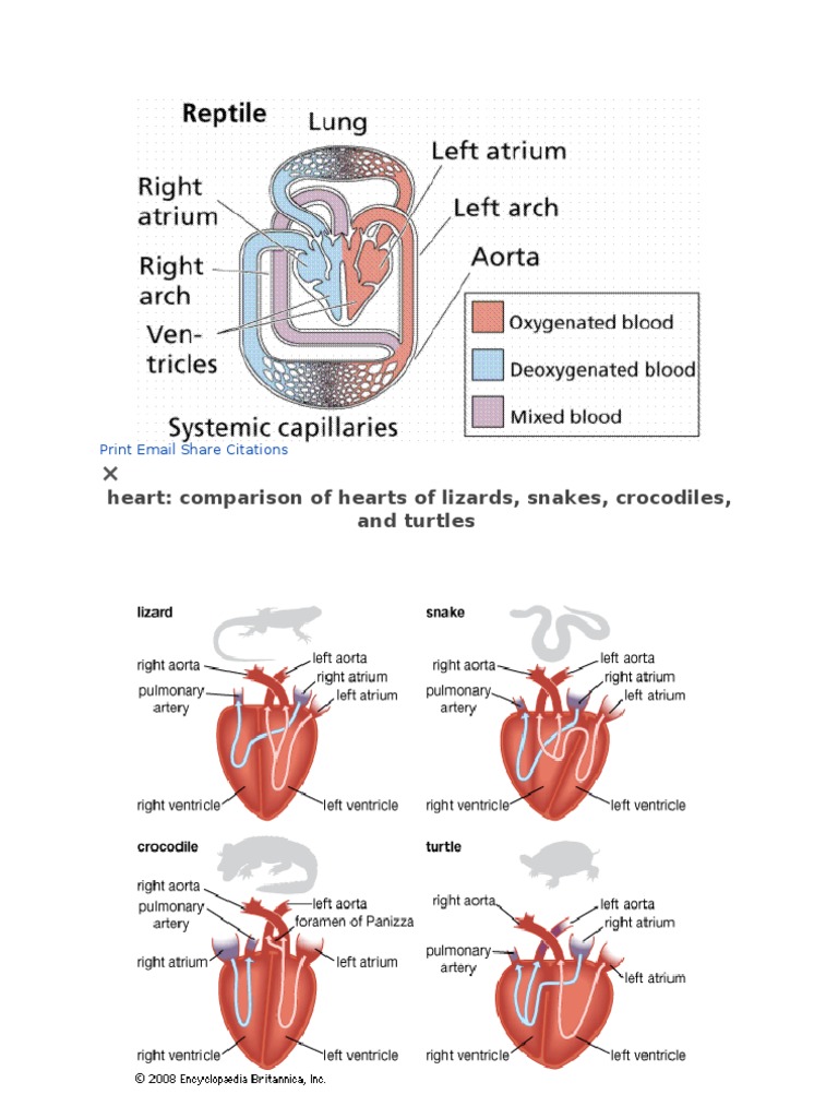 Reptile Heart Comparison Diagram | PDF