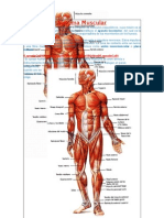 Sistema Muscular