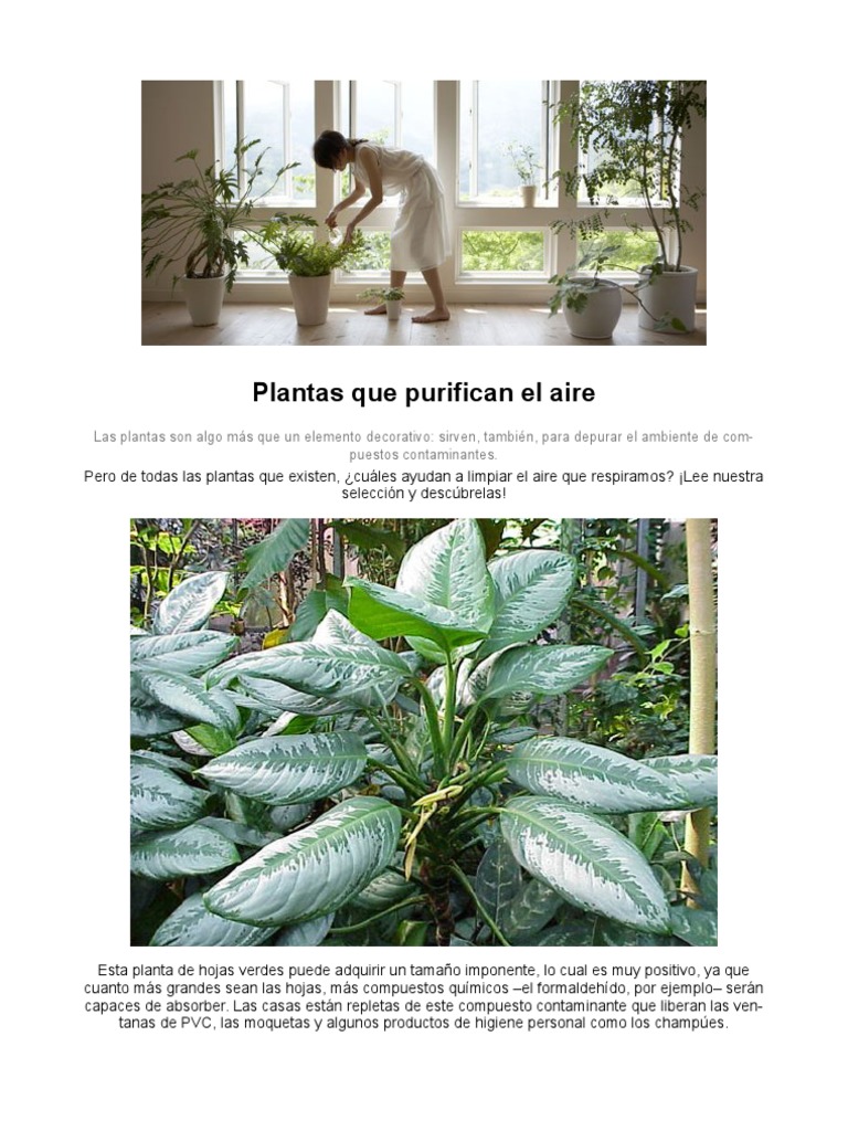 Plantas que Purifican el Aire Interior | PDF | Plantas | Hoja