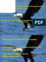 EAGLE (Really Nice Presentation)