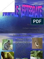Animale Vertebrate