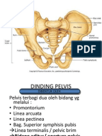 SP Pelvis Anatomi
