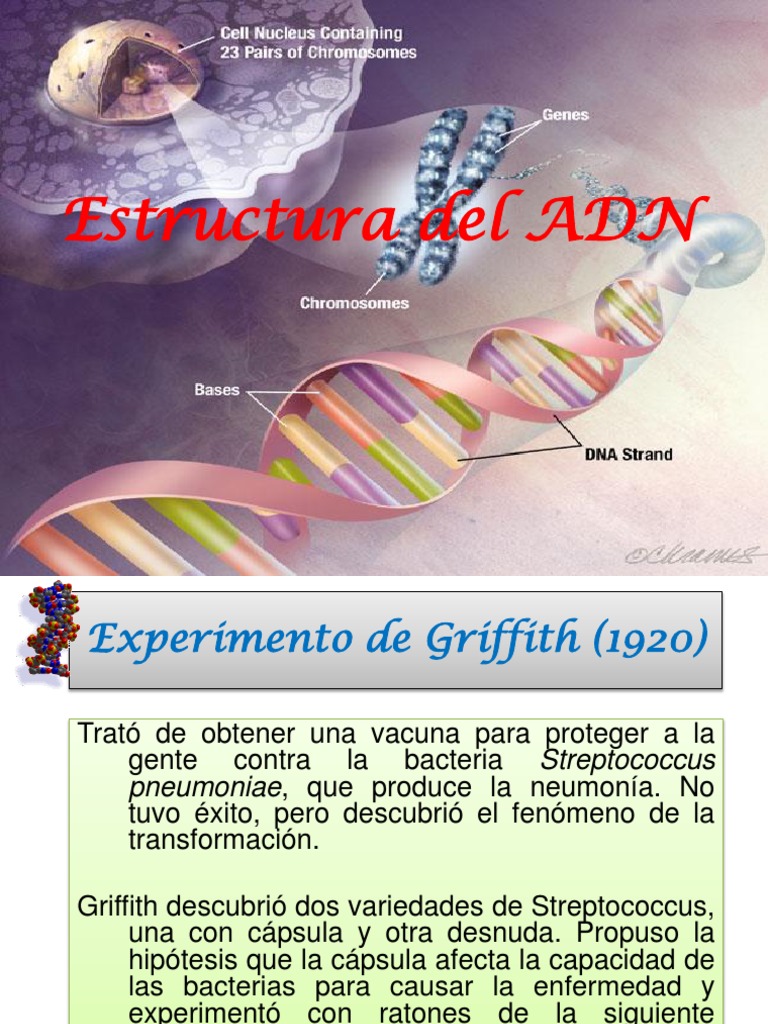 Estructura Del Adn | Adn | Rna