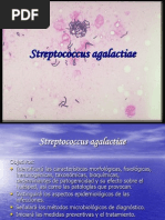 Tema 14 Streptococcus Agalactiae