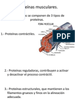 Proteínas musculares