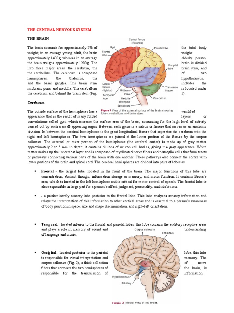 Overview of the Central Nervous System | PDF | Cerebrum | Cerebral ...