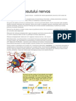 Structura tesutului nervos