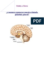 Marielalero, Glàndula Pineal PDF