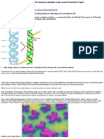 12 Spirale de ADN