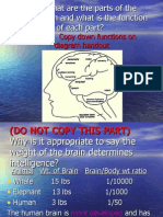 Brain Lesson Parts and Function