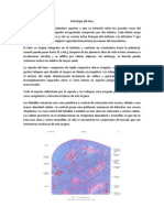 Histología timo 40c