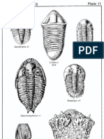 Plate 11 Devonian Fossils