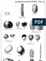 Plate 13 Mississippian and Pennsylvanian Fossils