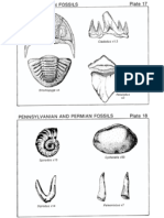 Plates 17 and 18 Pennsylvanian and Pennsylvanian and Permian Fossils