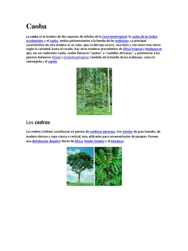 PROFEPA on X: 🌳🌍 La caoba es un árbol de gran importancia ecológica y  cultural en el territorio nacional. Descubre más sobre sus características  y distribución🔍 👇🏾  / X