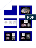 Brain Anatomy