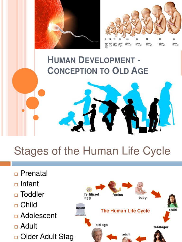 Human Development Conception To Old Age12 | PDF | Prenatal Development ...