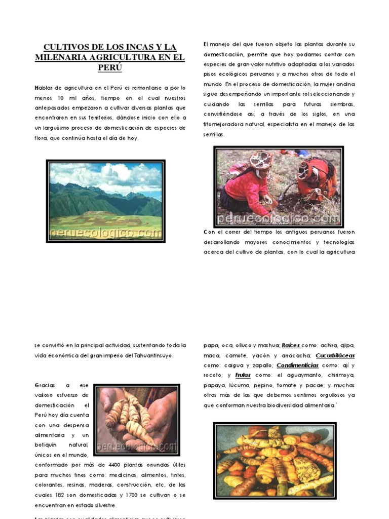 Alimentos de Los Incas | PDF | Quinua | Cereales