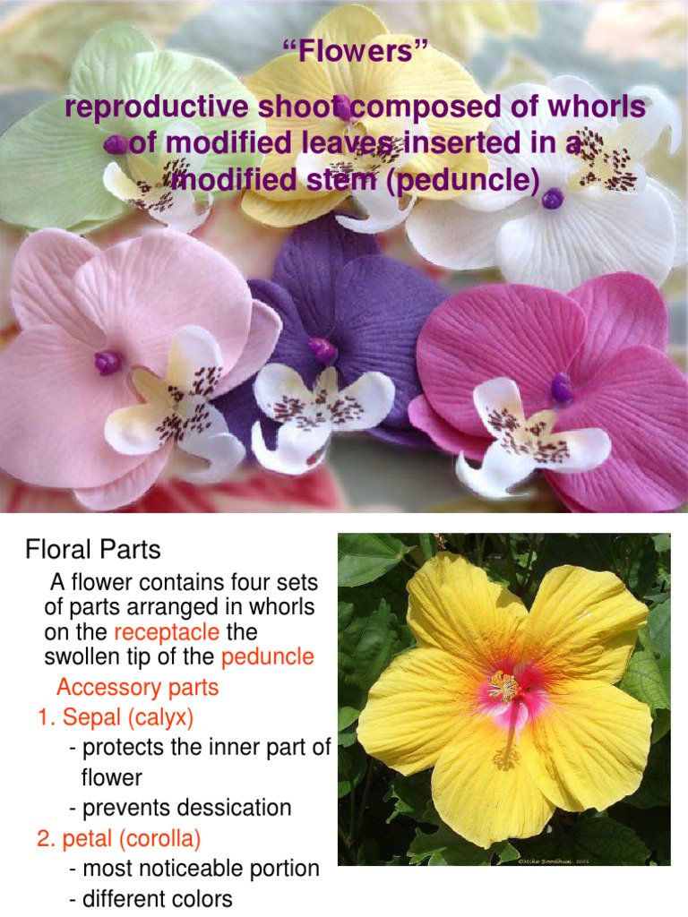 Flowers PDF Flowers Biological Interactions
