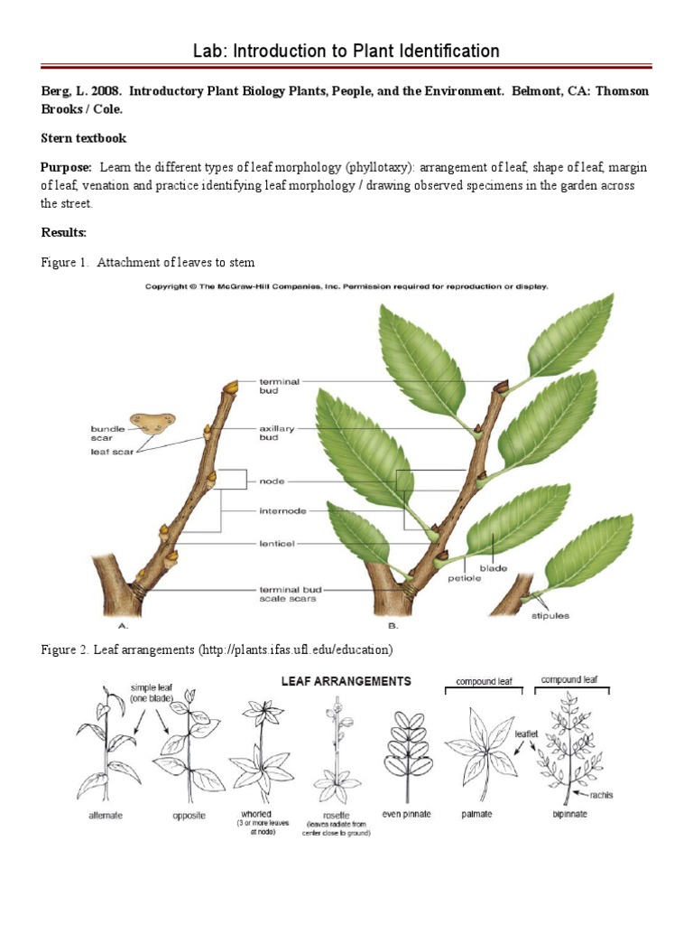 Plant Identification Lab Guide | PDF | Social Science