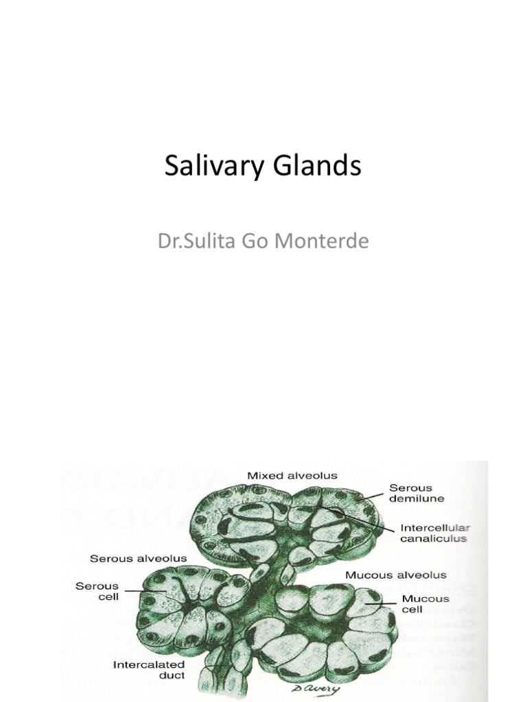 Salivary Glands | Saliva | Animal Anatomy