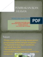 Program Pembiakan Ikan Hiasan