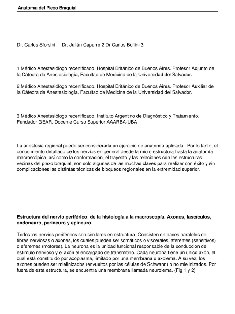 Anatomia Del Plexo Braquial Pdf Codo Mano