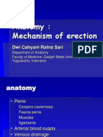 Presentasi-Mechanism of Erection 2013