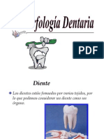 Morfologia Dental