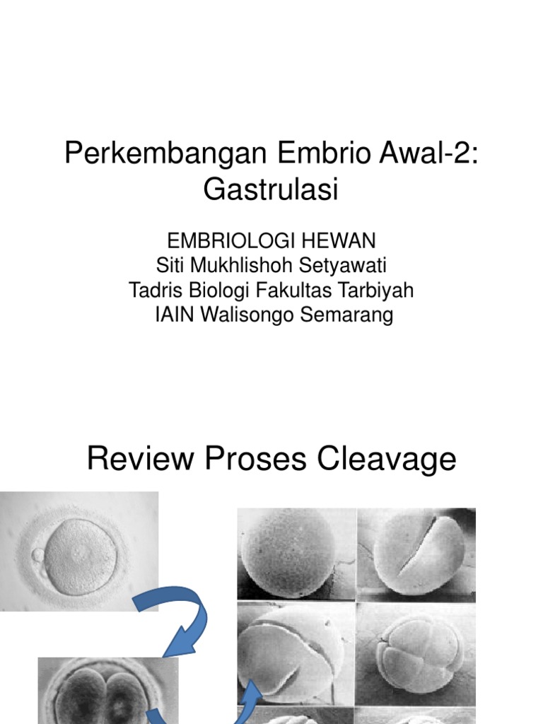 perkembangan embrio awal 2 perkembangan embrio awal 2