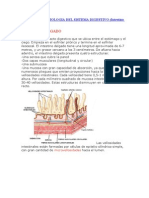 Anatomia y Fisiologia Del Sistema Digestivo