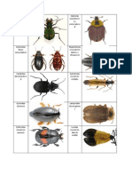 Familia Coleoptera