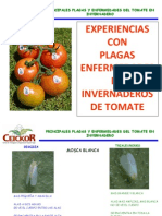 Principales plagas y enfermedades del tomate