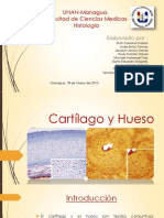Cartilago y Hueso