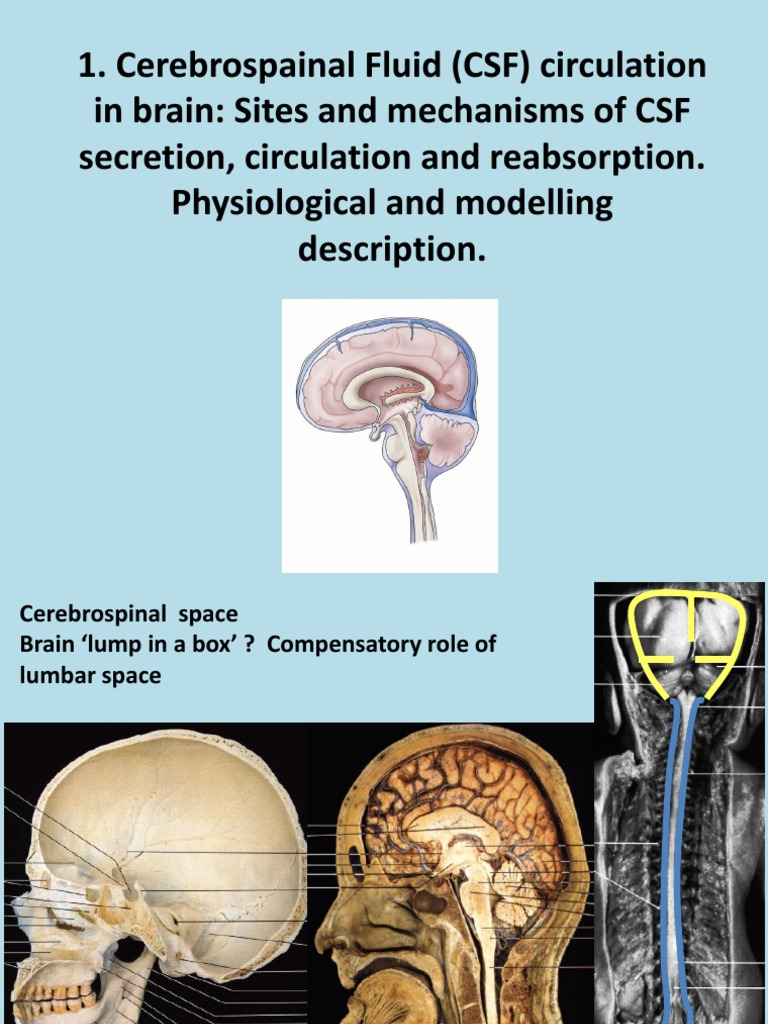 CSF Circulation: Mechanisms and Dynamics | PDF | Teaching Methods ...