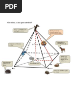 Download Fisa piramida patrulatera by Radar Radar SN131933068 doc pdf