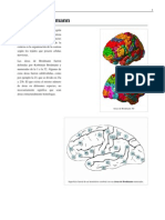 Áreas de Brodmann: Mapa de la corteza cerebral