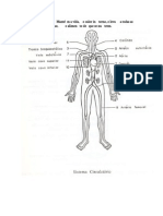 Sistema Circulatório