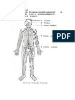 Sistema Nervoso Central