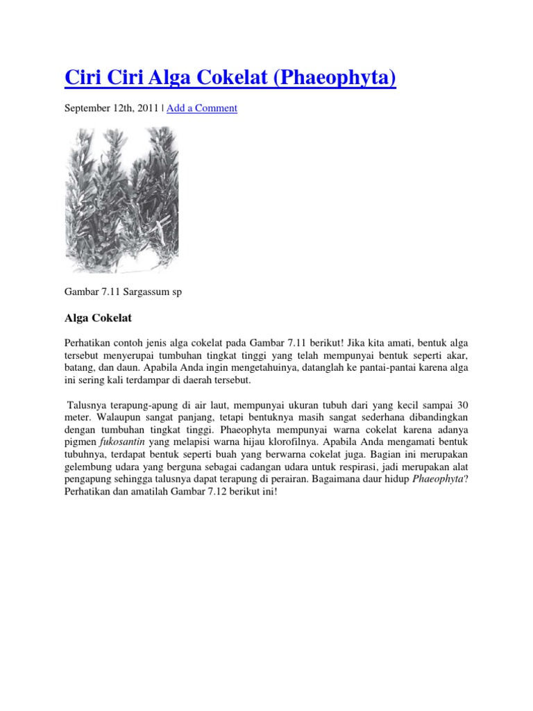 Ciri Ciri Alga Cokelat