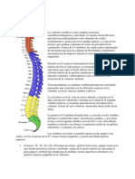 Postura - Columna Pelvis Cadera Musculos