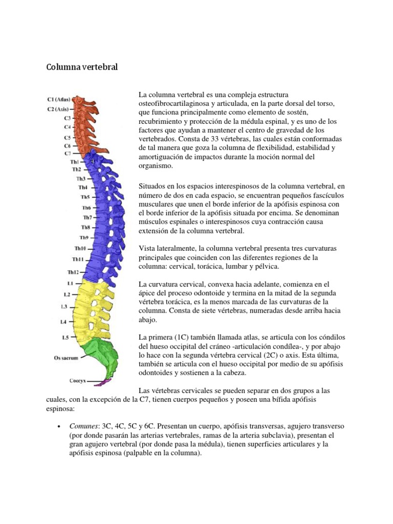 Estructura y Función de la Columna Vertebral | PDF | Pelvis | Vértebra