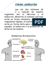 Sistema Endocrino