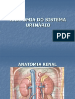 Anatomia do trato urinário