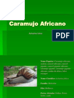 Caramujo africanoPALESTRA