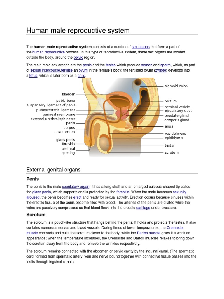 Human Male Reproductive System | PDF | Reproductive System | Sexual