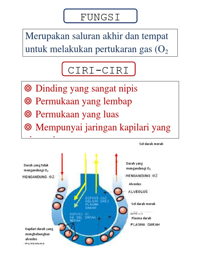 Pjm Alveolus Fungsi Ciri Pertukaran Pdf