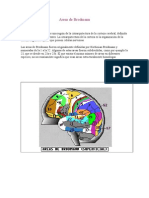 Areas de Brodmann