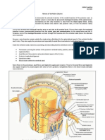 Nerves of Vertebra Column