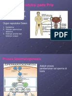 Sistem Reproduksi Pada Pria